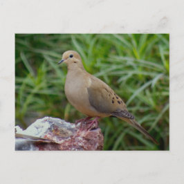 Cartão Postal Mata de luto em Chalcedony