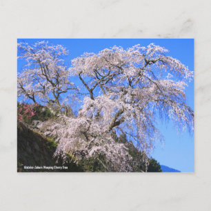 Cartão Postal Matabei-Zakura, Chorando Árvore Cerejeira [Cartão