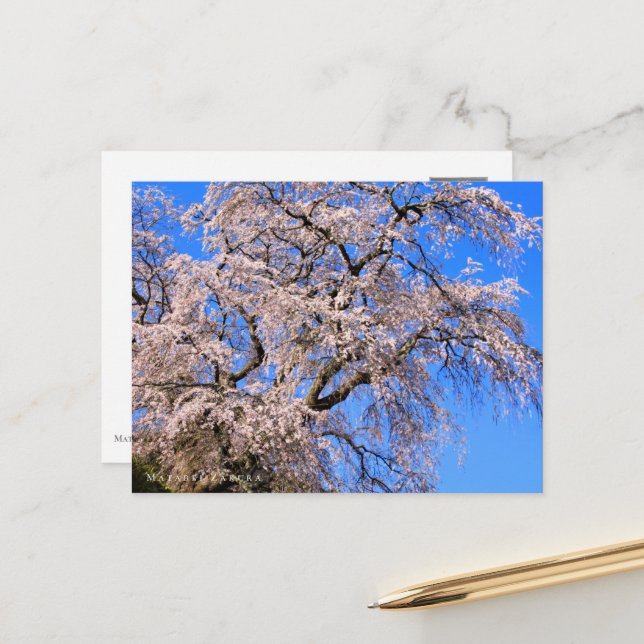 Cartão Postal Matabei-Zakura: Weeping Cherry Tree (Frente/Verso In Situ)