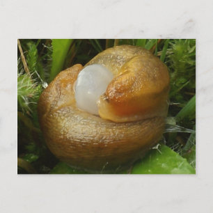 Cartão Postal Mating Slugs