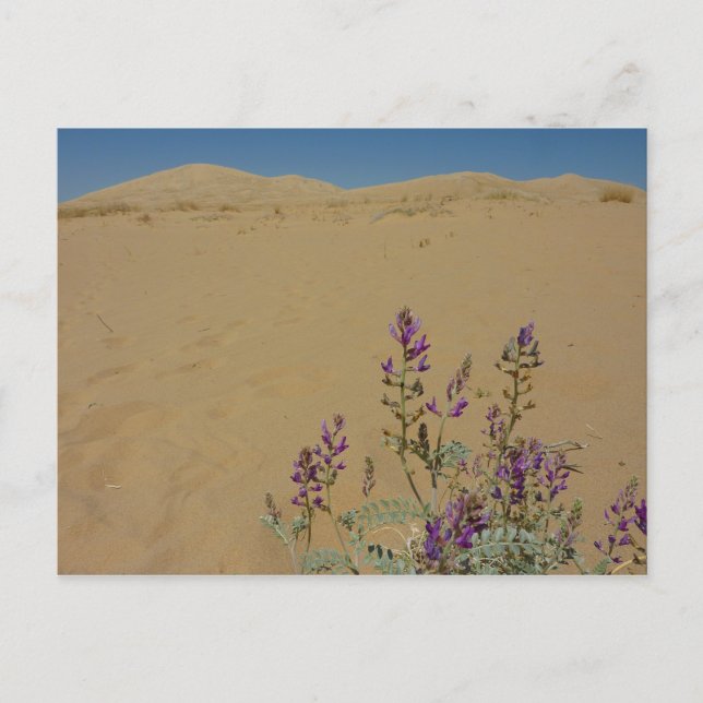 Cartão Postal Mato de Índigo de Mojave e Dunas de Kelso (Frente)