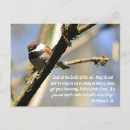 Cartão Postal Matthew 6:26 Escritura de Pássaros