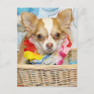 Cartão Postal Mau - Cabelo longo Chihuahua -5