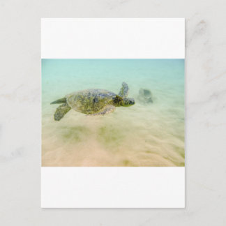 Cartão Postal Maui Hi Beach Turtle 2014