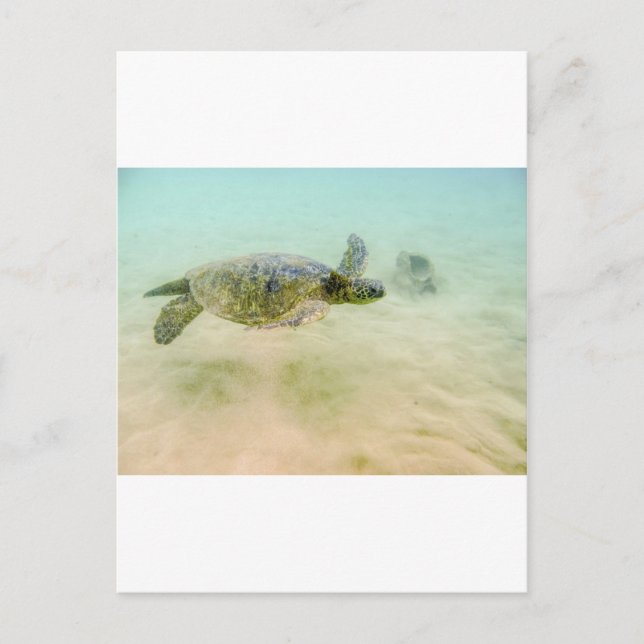 Cartão Postal Maui Hi Beach Turtle 2014 (Frente)