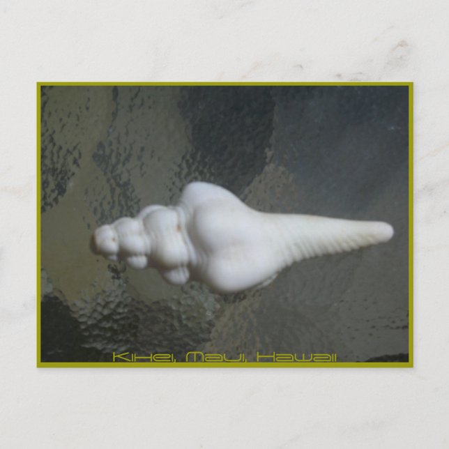 Cartão Postal Maui Spindle Shell, (Frente)