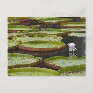 Cartão Postal Maurícia, Pamplemousses, SSR Botânica