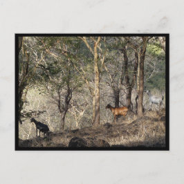 Cartão Postal Maurício / Maurice