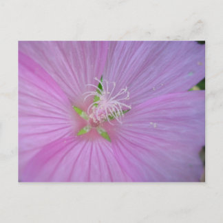 Cartão Postal Mauve musquée (2)