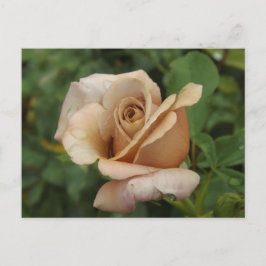 Cartão Postal Mauve Rose Postcard