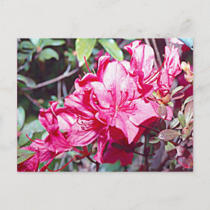 Cartão Postal Máximo de Rhododendron da Virgínia Ocidental