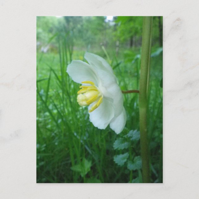 Cartão Postal May Apple blosom postcard (Frente)