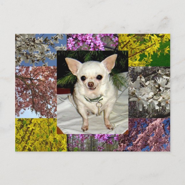 Cartão postal Maya (Frente)