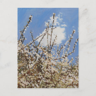 Cartão Postal Mayflower 2012