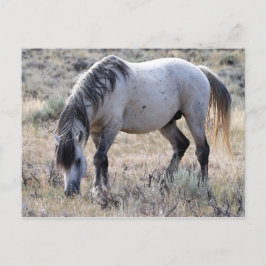 Cartão Postal McCullough Peaks Cavalos Selvagens