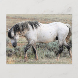 Cartão Postal McCullough Peaks Cavalos Selvagens