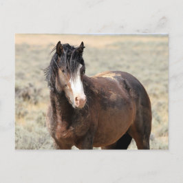 Cartão Postal McCullough Peaks Cavalos Selvagens