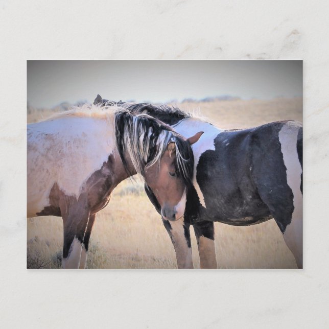 Cartão Postal McCullough Peaks Cavalos Selvagens (Frente)