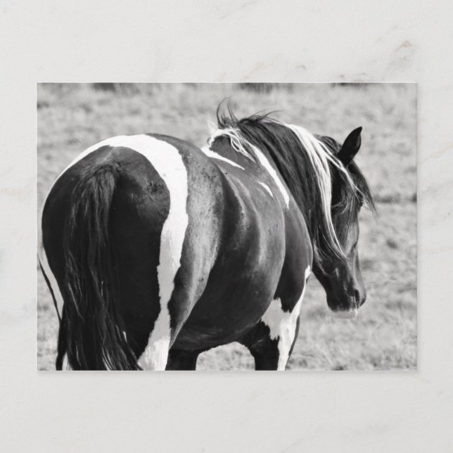 Cartão Postal McCullough Peaks Cavalos Selvagens (Frente)