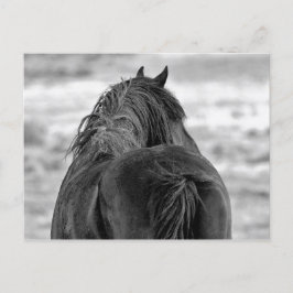 Cartão Postal McCullough Peaks Cavalos Selvagens