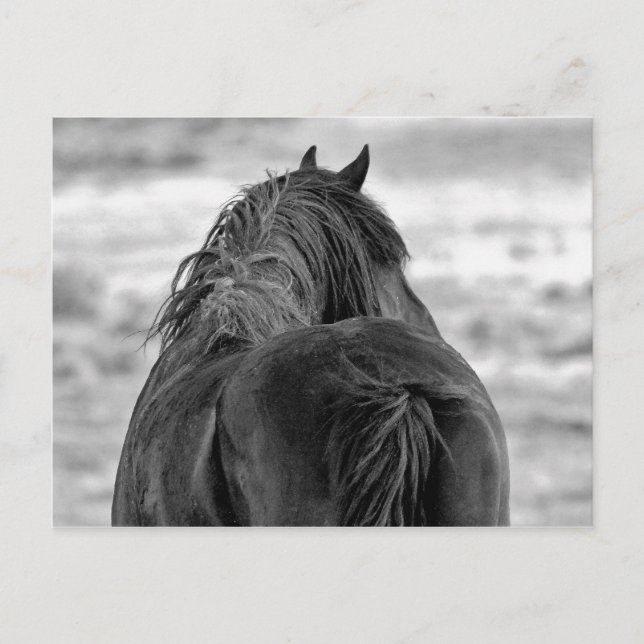 Cartão Postal McCullough Peaks Cavalos Selvagens (Frente)