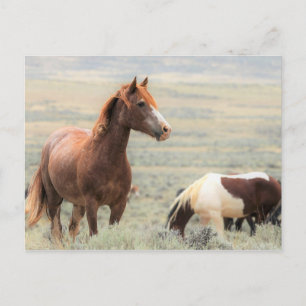 Cartão Postal McCullough Peaks Cavalos Selvagens
