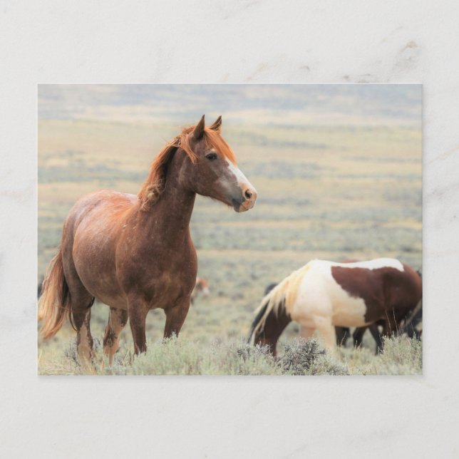 Cartão Postal McCullough Peaks Cavalos Selvagens (Frente)