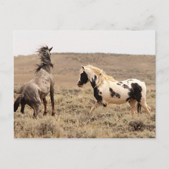 Cartão Postal McCullough Peaks Cavalos Selvagens (Frente)