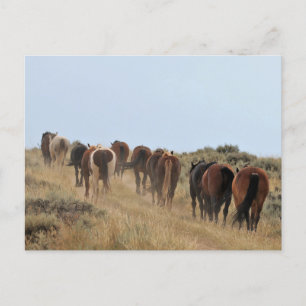 Cartão Postal McCullough Peaks Cavalos Selvagens