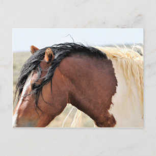 Cartão Postal McCullough Peaks Cavalos Selvagens