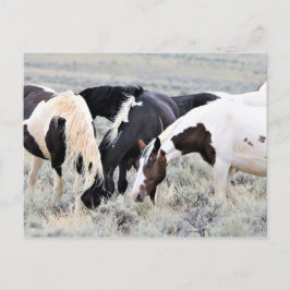 Cartão Postal McCullough Peaks Cavalos Selvagens