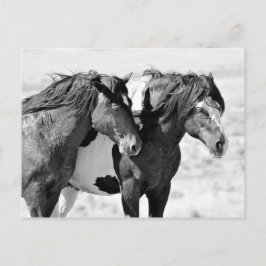 Cartão Postal McCullough Peaks Cavalos Selvagens