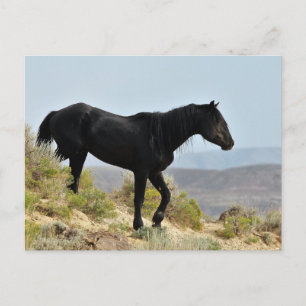 Cartão Postal McCullough Peaks Cavalos Selvagens