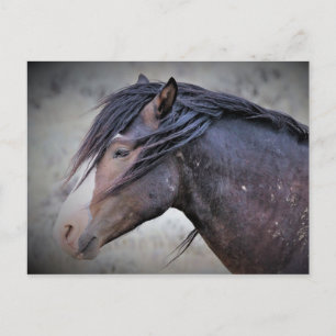 Cartão Postal McCullough Peaks Cavalos Selvagens