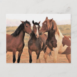 Cartão Postal McCullough Peaks Cavalos Selvagens