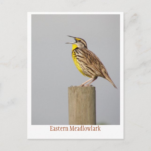 Cartão Postal Meadlowlark Oriental (Frente)