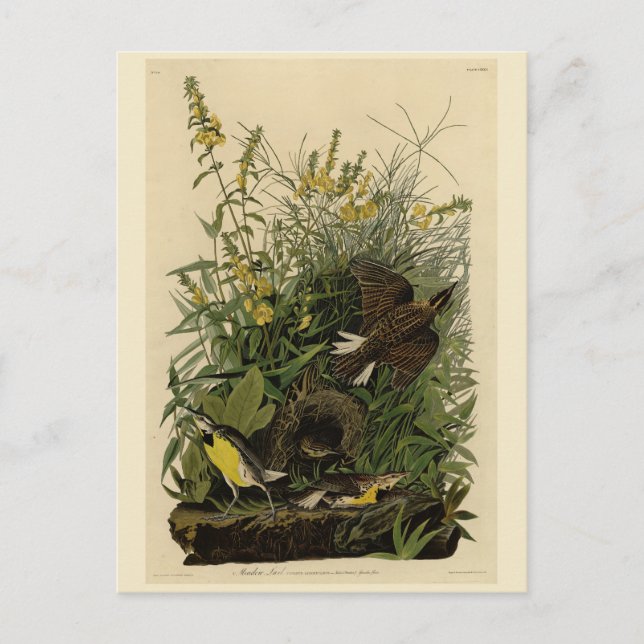 Cartão Postal Meadow 	Larkfrom Audubon's Birds of America (Frente)