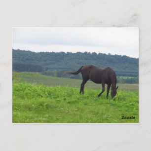 Cartão Postal Meadow of Love