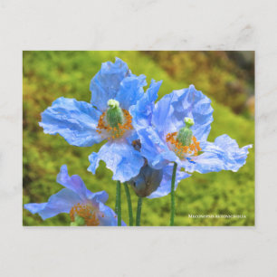 Cartão Postal Meconopsis betonicifolia [Cartão postal] ポ ス 