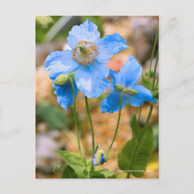 Cartão Postal Meconopsis betonicifolia [Postcard] ポストカード (Frente)