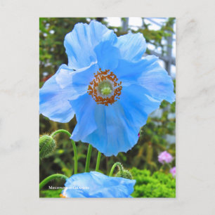 Cartão Postal Meconopsis grandis [Cartão postal] ポ ス ト Eq