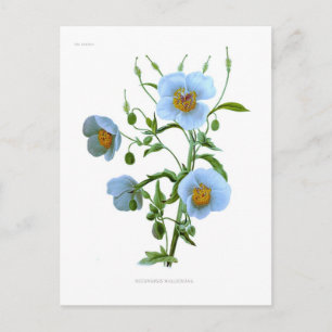 Cartão Postal Meconopsis (papoila azul)