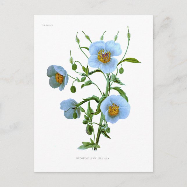 Cartão Postal Meconopsis (papoila azul) (Frente)