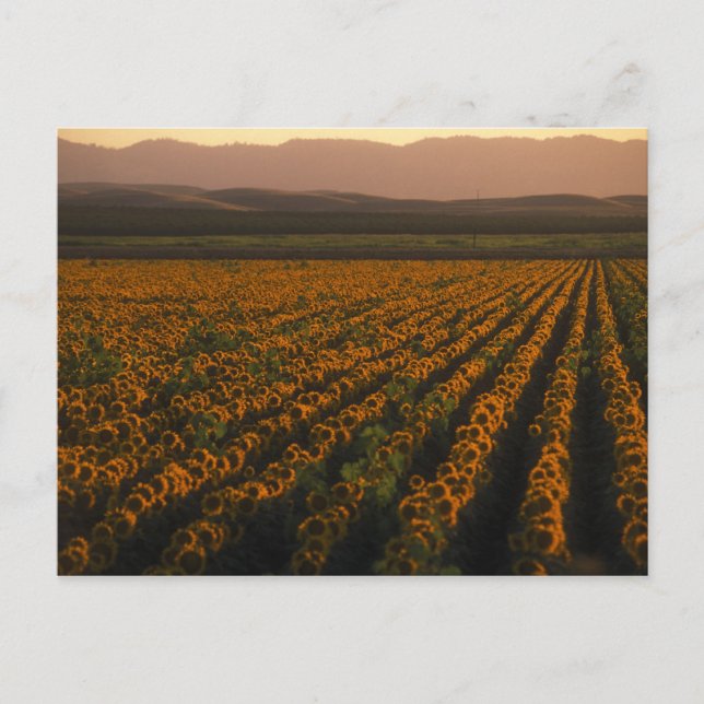 Cartão Postal MeddockPhoto_PostCard_Art (Frente)