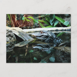 Cartão Postal medidor crocodilo