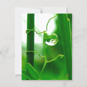 Cartão Postal Meditação de Tolo, Tarô na Natureza