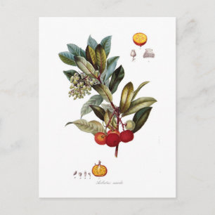 Cartão Postal Medronheiro (Arbutus unedo)