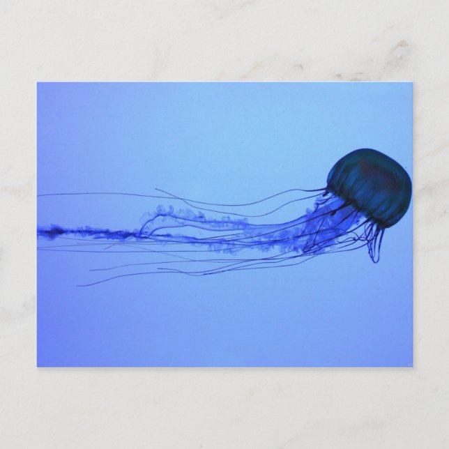 Cartão Postal Medusa (Frente)