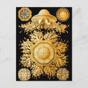 Cartão Postal medusa