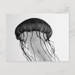 Cartão Postal medusa